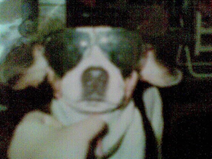 Dansk svensk gaardhund Daysi billede 6