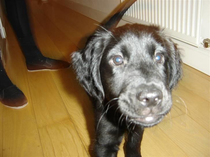 Blanding af racer Kikii - HEJ! billede 1