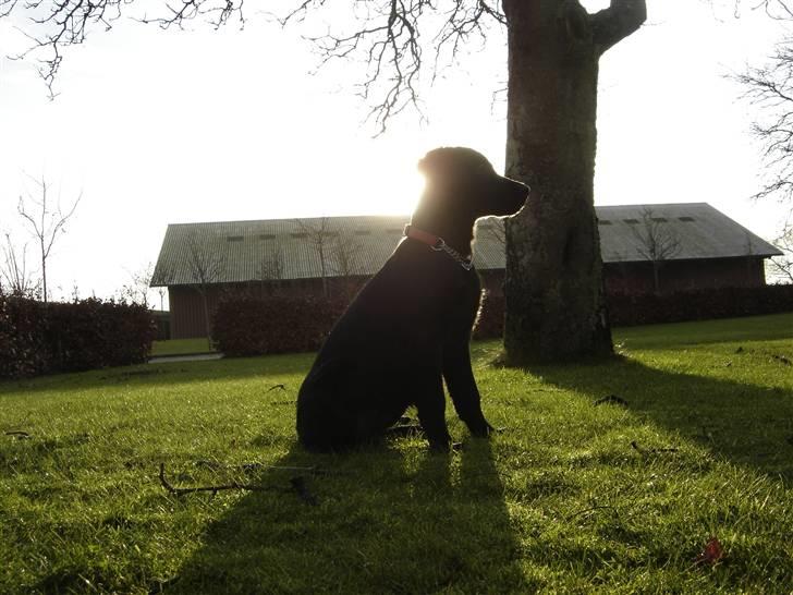 Blanding af racer Kikii - Pretty picture!  billede 2