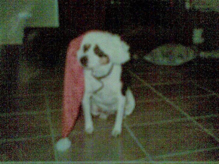 Dansk svensk gaardhund Daysi billede 7