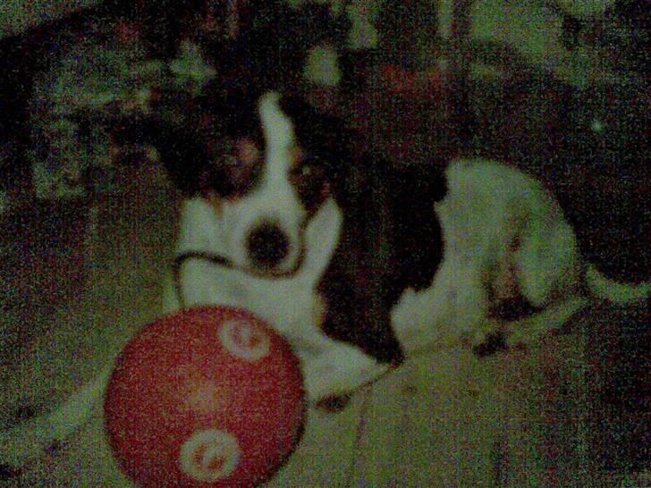 Dansk svensk gaardhund Daysi billede 8