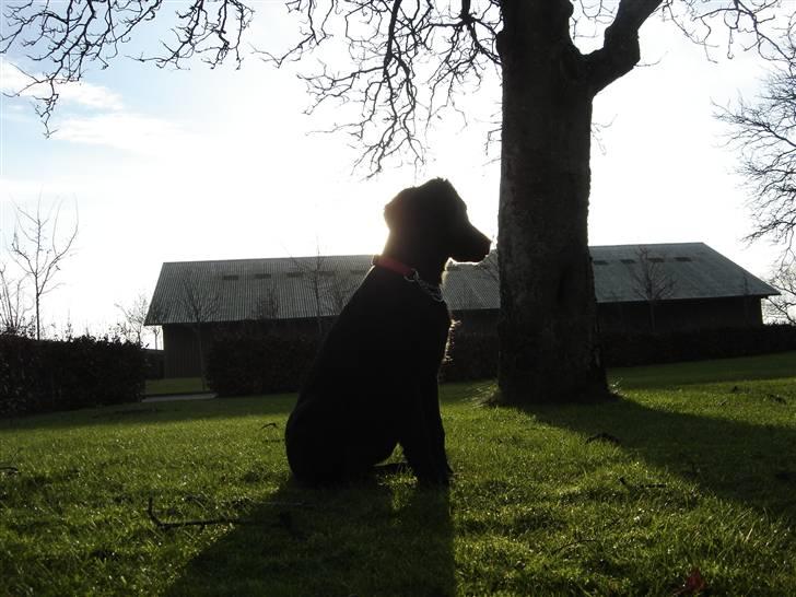 Blanding af racer Kikii billede 3