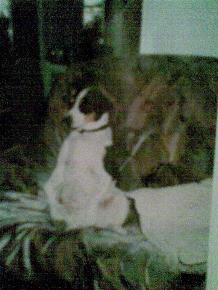 Dansk svensk gaardhund Daysi billede 9