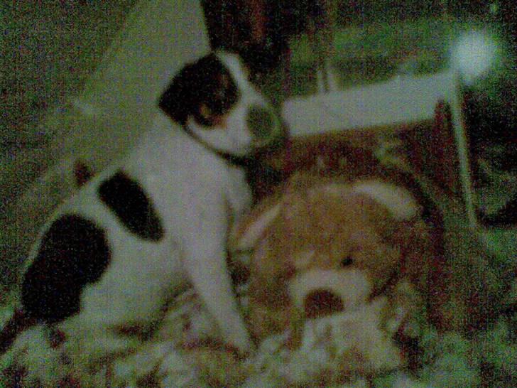 Dansk svensk gaardhund Daysi billede 10