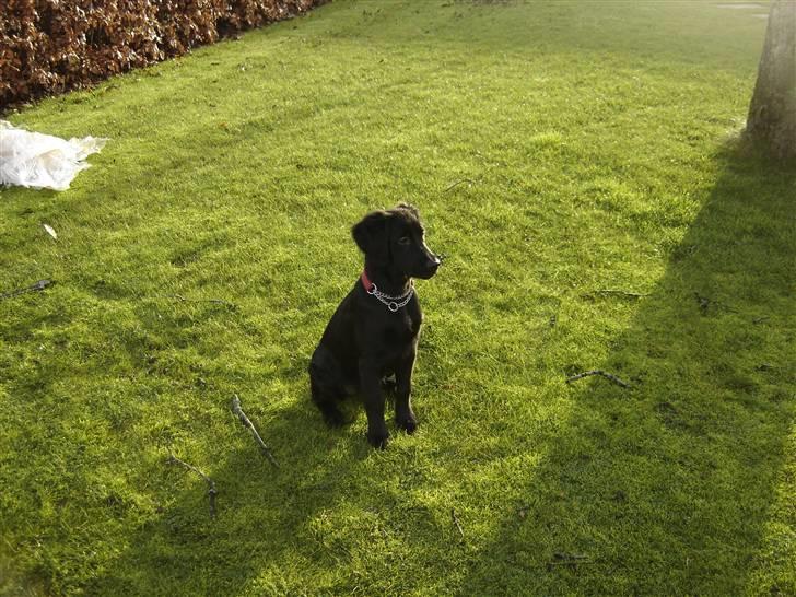 Blanding af racer Kikii billede 4