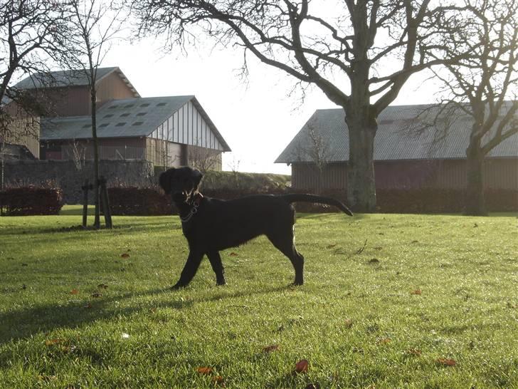 Blanding af racer Kikii billede 5