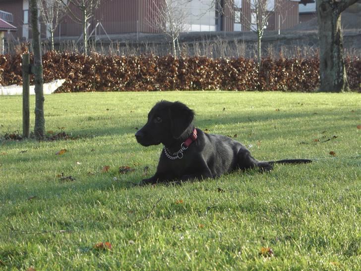 Blanding af racer Kikii billede 6