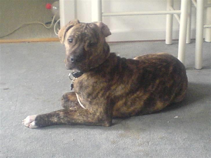 Blanding af racer cena R.I.P billede 1