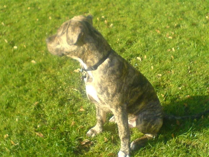 Blanding af racer cena R.I.P billede 2