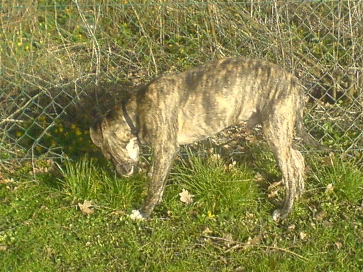 Blanding af racer cena R.I.P billede 3