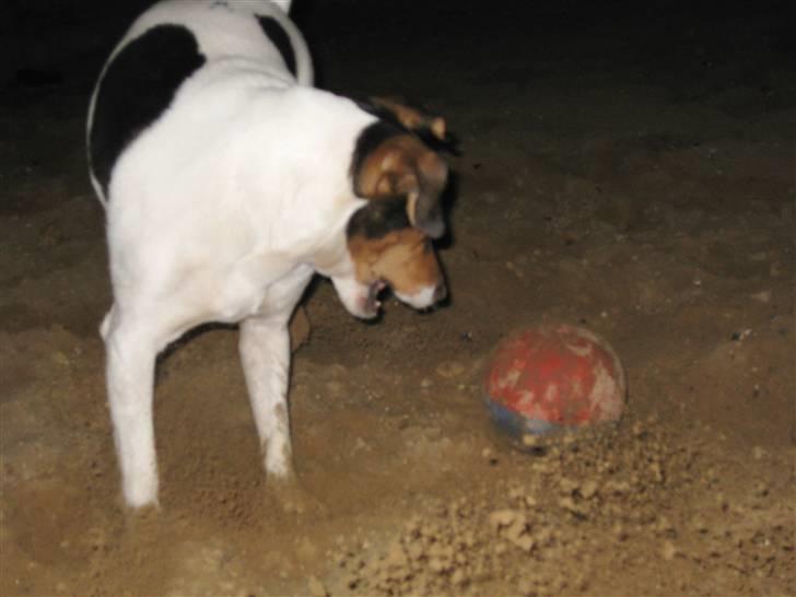 Dansk svensk gaardhund Bacardi billede 10