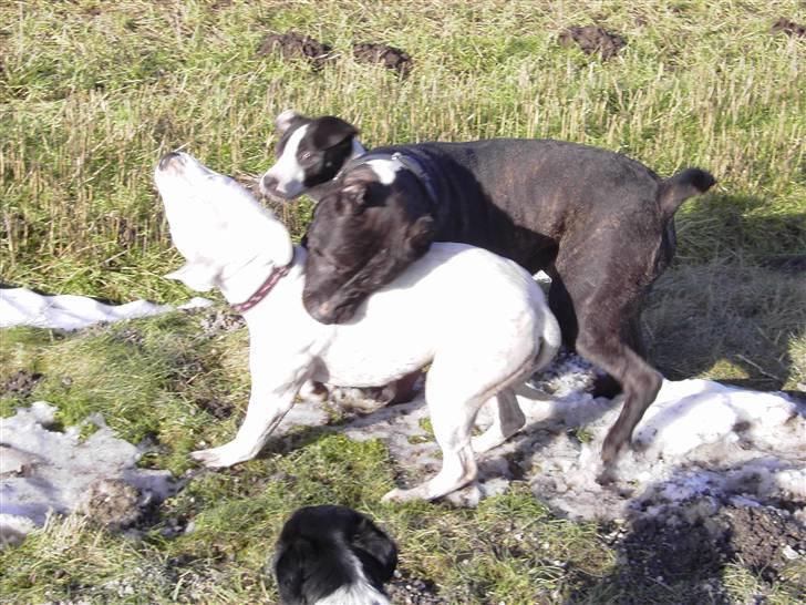 Cane corso obelix - obelix leger med 2 amstaff´er billede 13