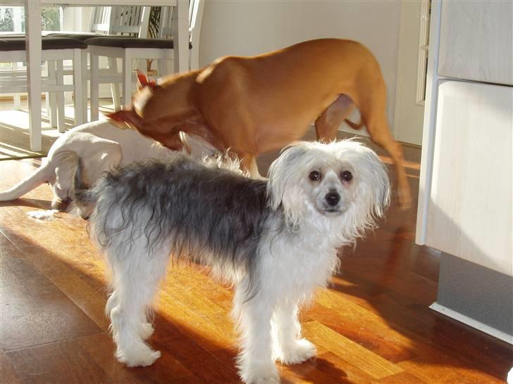 Chinese crested powder puff cola - er jeg ikke flot billede 1