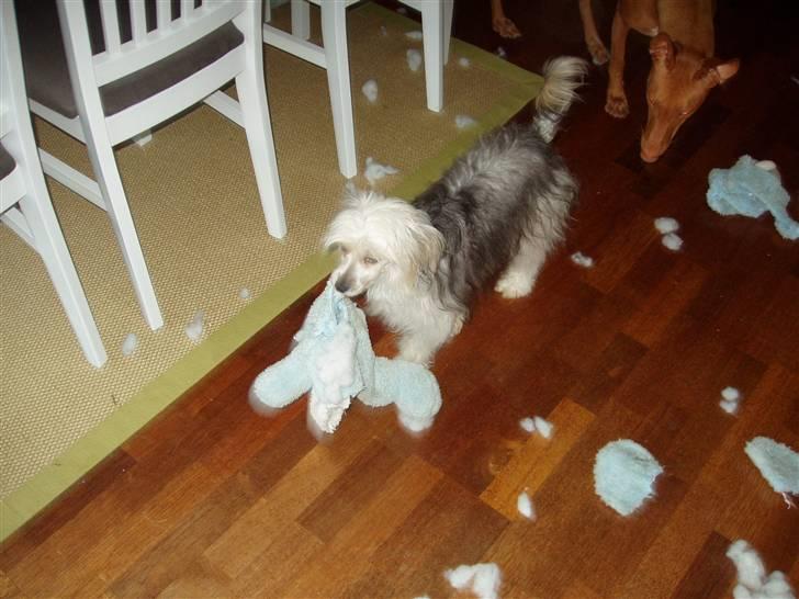 Chinese crested powder puff cola - ha ha jeg fik den fra de store hunde  billede 2