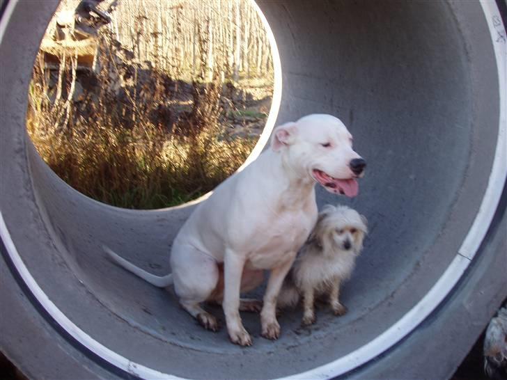 Chinese crested powder puff cola - det er min ven billede 4