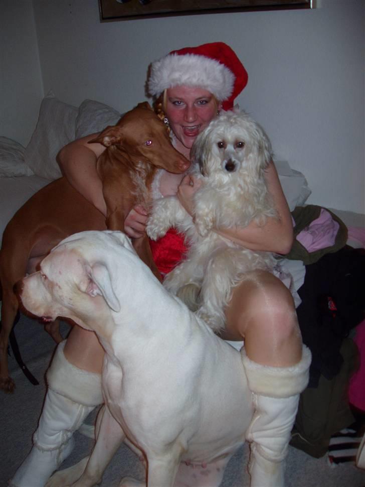 Chinese crested powder puff Dejsie *SOLGT* - jeg er jo smuk ikke billede 8