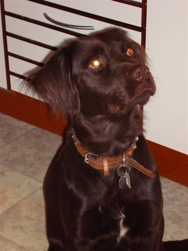 Blanding af racer Bailey - Er han ikk bare en smuk hund ! billede 3