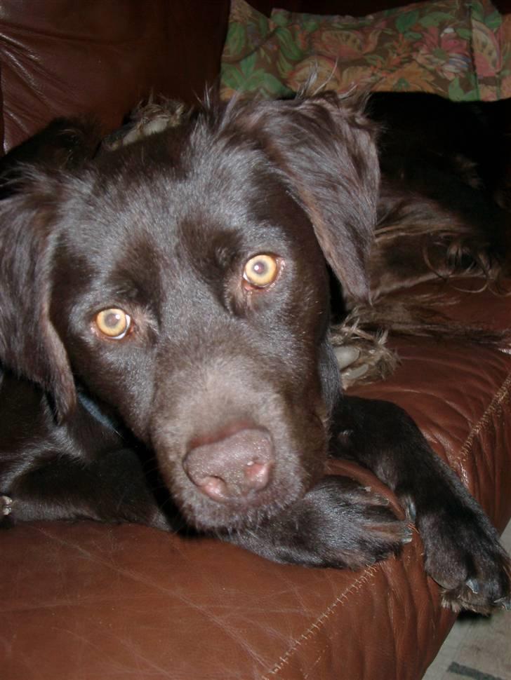Blanding af racer Bailey - Da vi lige havde fået ham november 2007 billede 6