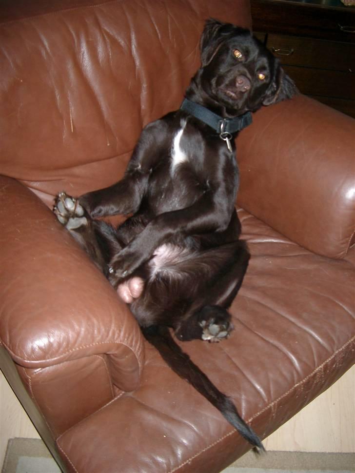 Blanding af racer Bailey - Hehe ja hunden ligner sin ejer siger man jo, men helt ærlig ;) billede 7