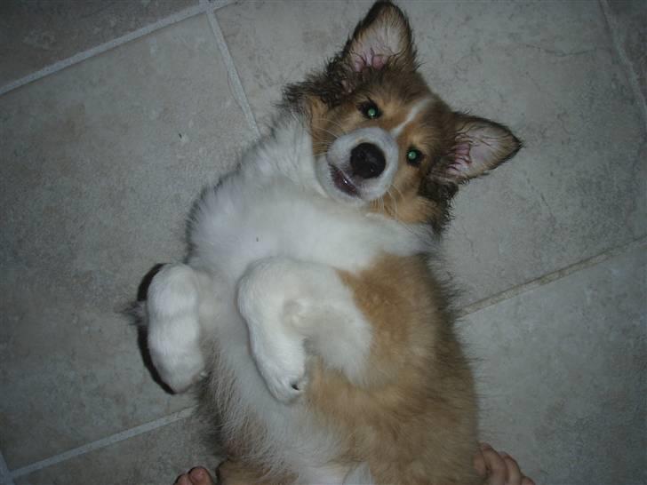 Shetland sheepdog Zako <333 mussen ;) - Miin lille mudrede vuffer <33 ;) billede 2