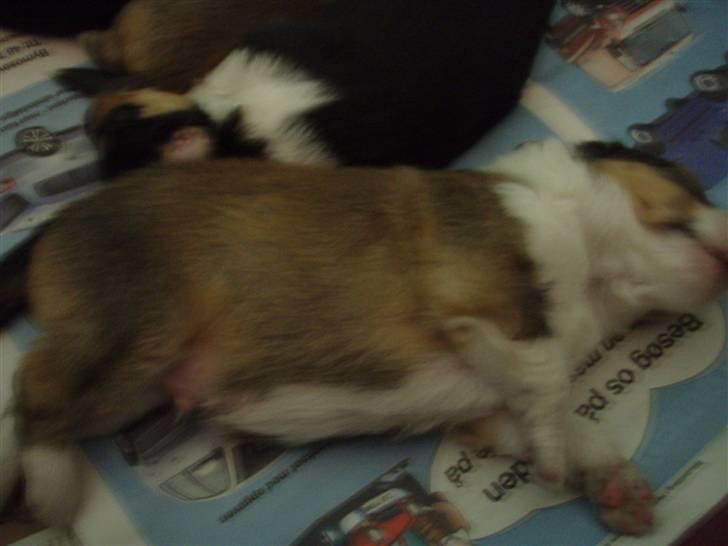 Shetland sheepdog Zako <333 mussen ;) - Det første billede af ham ;) som 2 uger gammel!! <333 lignede mit marsvin - i størrelsen! billede 3