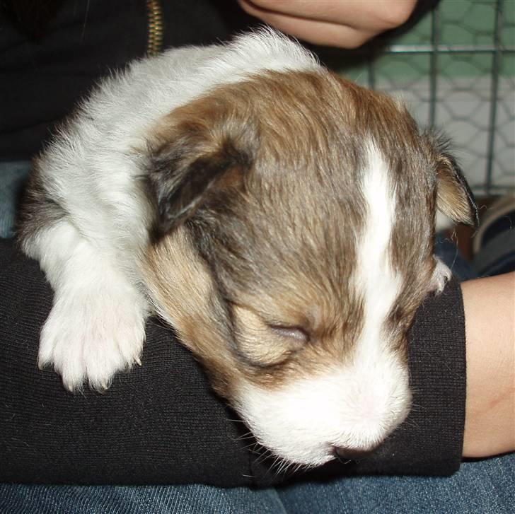 Shetland sheepdog Zako <333 mussen ;) - Det lille pus <333 ;) billede 4