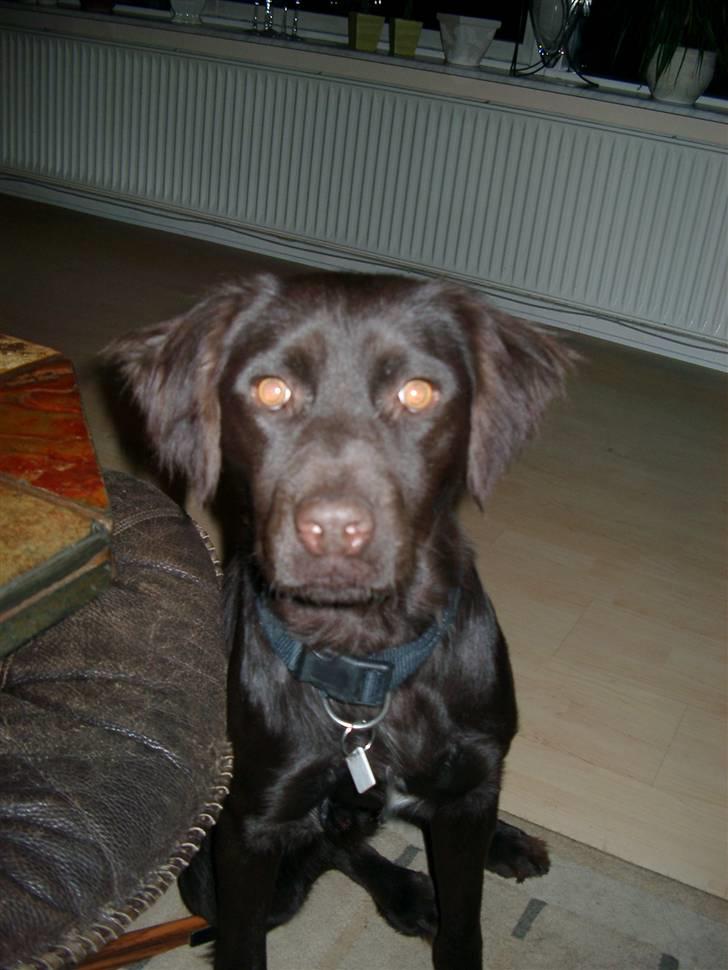 Blanding af racer Bailey - Da vi lige havde fået ham november 2007 billede 9