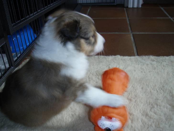 Shetland sheepdog Zako <333 mussen ;) - Så har man fået sit første pivedyr!! <33 ;p billede 5
