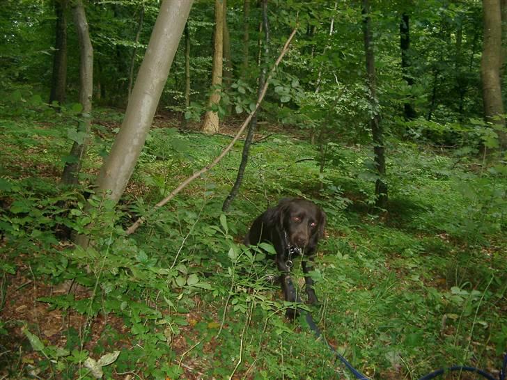 Blanding af racer Bailey - Skov tur hyggeligt de næste tre billeder var det bedste vi kunne få den dag, for han vil helst være sammen med os 24/7, han har ikk har det så godt før (Se evt min video med dem begge) :) billede 12