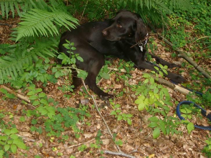 Blanding af racer Bailey - Skov tur hyggeligt de næste to billeder var det bedste vi kunne få den dag, for han vil helst være sammen med os 24/7, han har ikk har det så godt før (Se evt min video med dem begge) :) billede 13