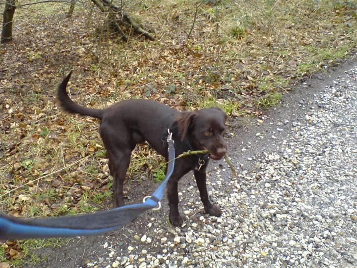 Blanding af racer Bailey - Skoven igen :) billede 18