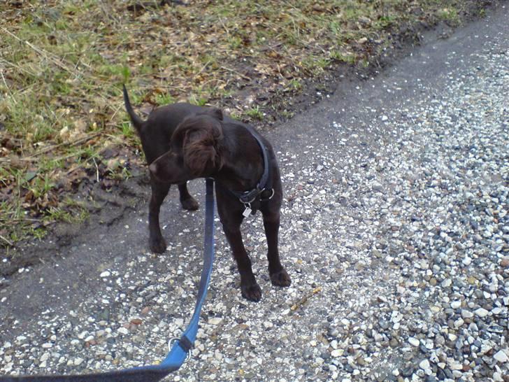 Blanding af racer Bailey - Skoven igen :) billede 19