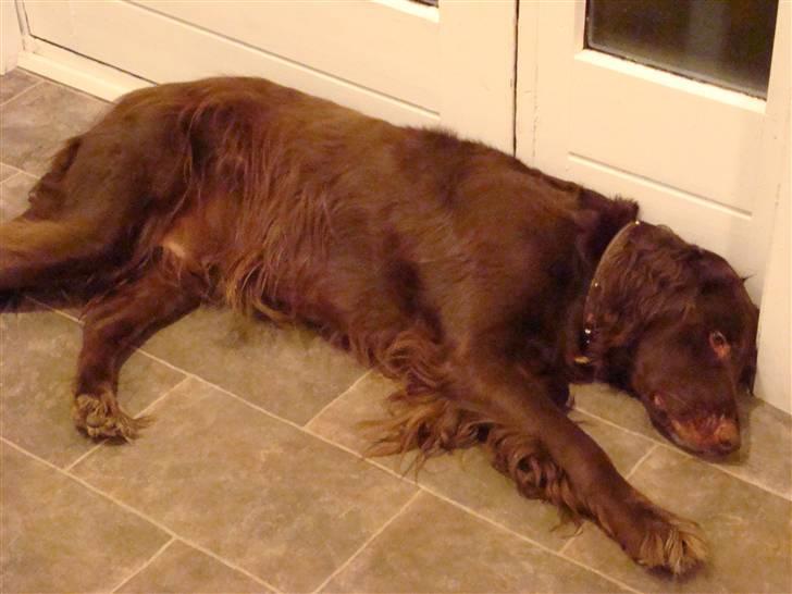 Blanding af racer Pinto - Godnat nyt billede 14