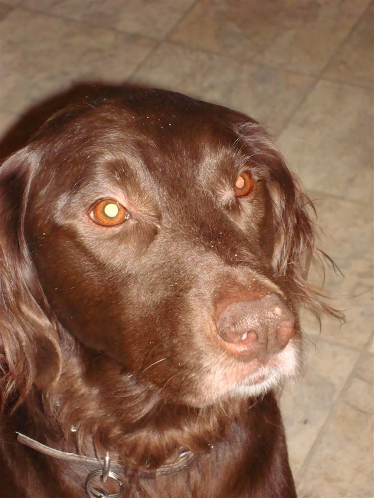 Blanding af racer Pinto - Forside billed det er for godt ,,, hvad synes i? billede 15