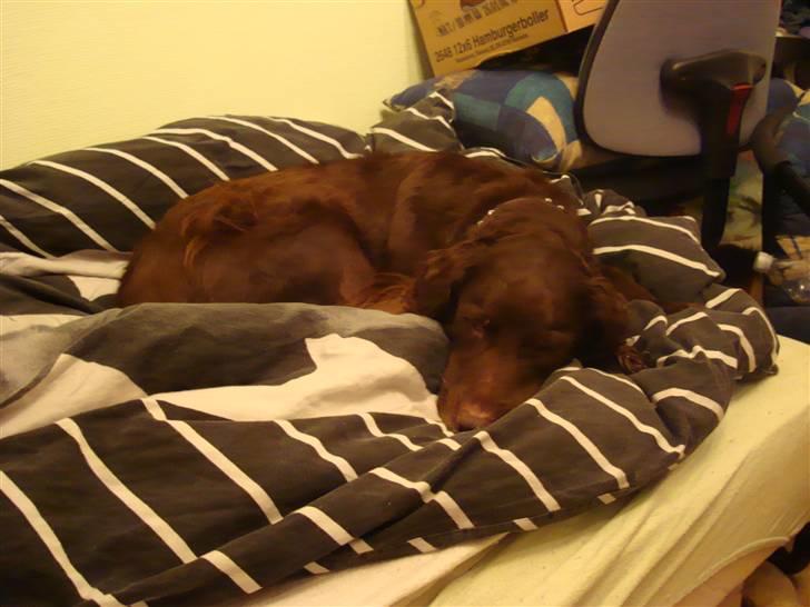 Blanding af racer Pinto - Ja godnat taget 26-1-2008 billede 16