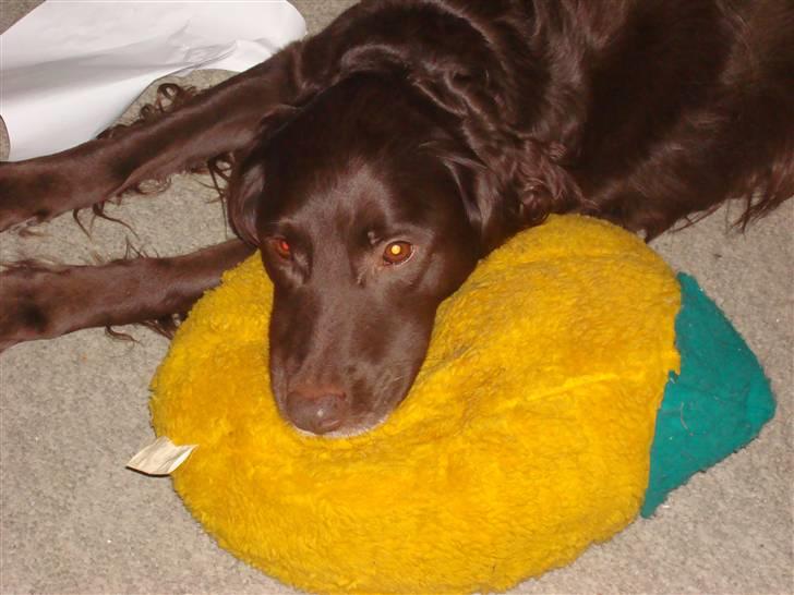 Blanding af racer Pinto - sødt eller hvad? 26-1-2008 billede 17