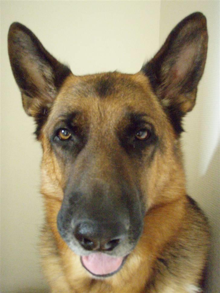 Schæferhund Eicko - Miin mull <33 evarh!! <333 ;) billede 1