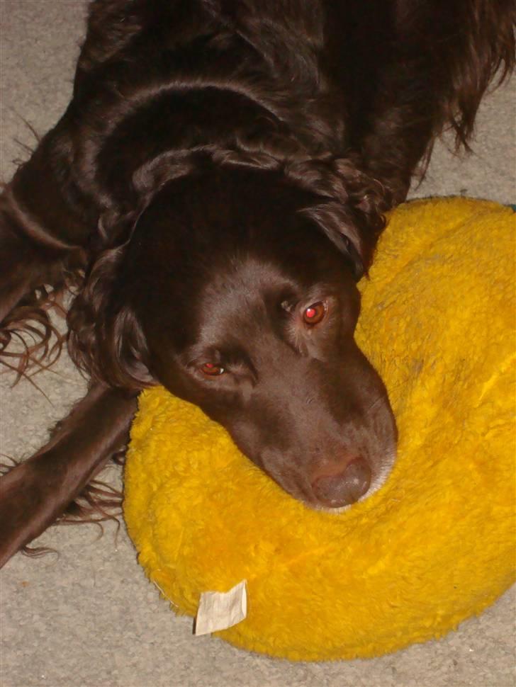 Blanding af racer Pinto - sødt eller hvad? 26-1-2008 billede 18