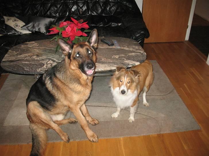 Schæferhund Eicko - er de ikk skønne !? <33 ;) billede 2