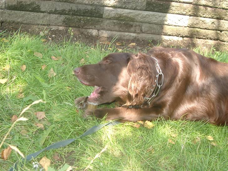 Blanding af racer Pinto - Sommerdag hjemme =D elsker den hund <3 billede 19