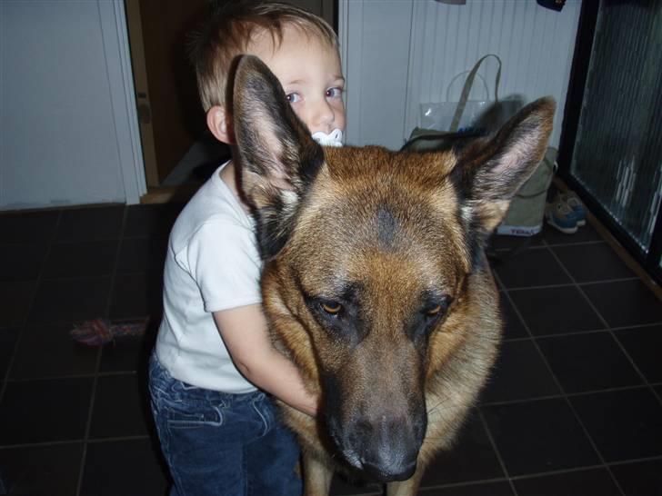 Schæferhund Eicko - Alle tiders familiehund! :p <33 billede 3