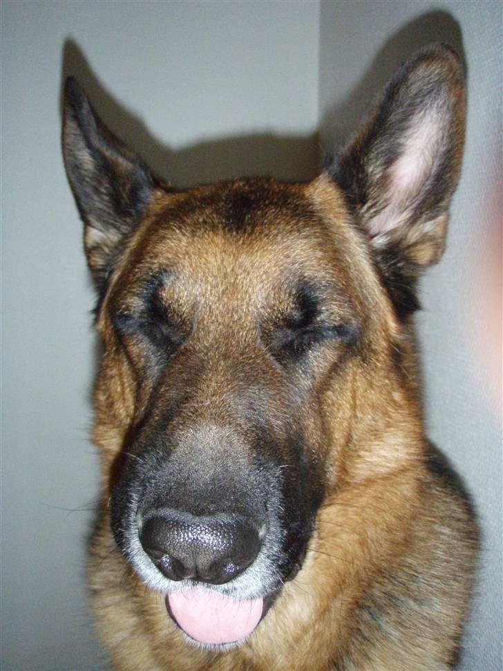 Schæferhund Eicko - Blink!! ;p billede 4