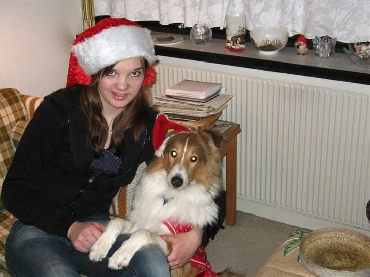 Shetland sheepdog Zako <333 mussen ;) - Juleaften! <33 m nissehue! <33 ;) billede 9