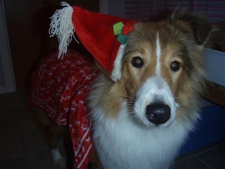 Shetland sheepdog Zako <333 mussen ;) - Julevuffer!! <333 ;) billede 10