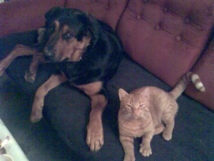 Blanding af racer Basse billede 4