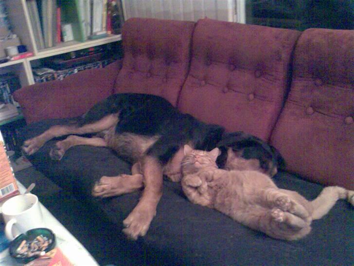 Blanding af racer Basse billede 5