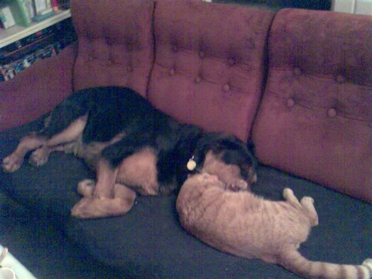 Blanding af racer Basse billede 7