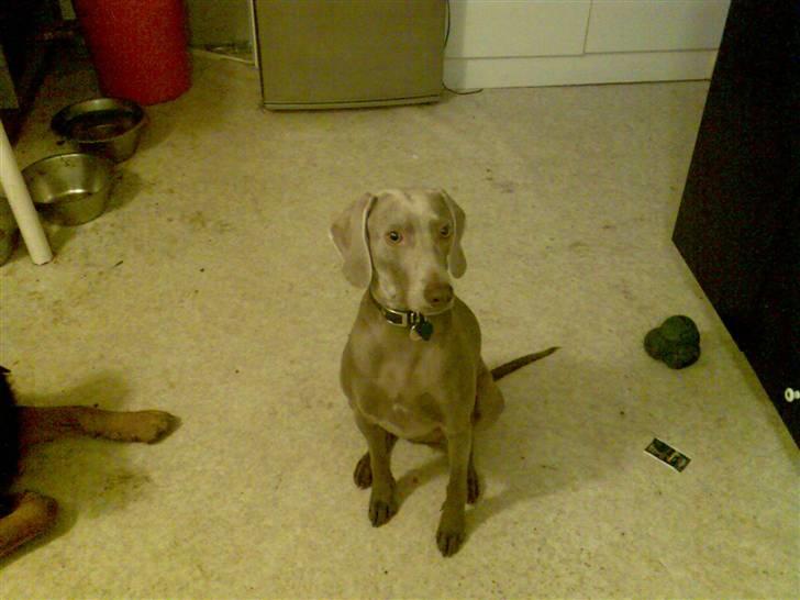 Blanding af racer Sif billede 6