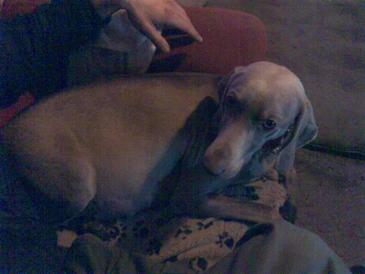 Blanding af racer Sif billede 7