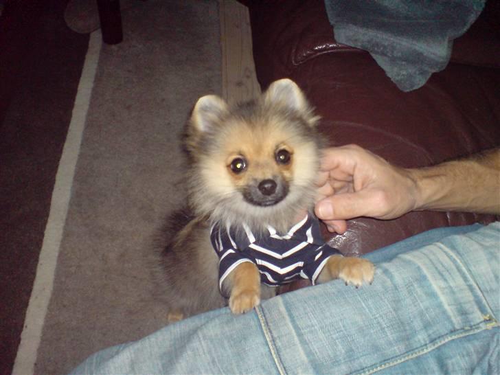 Pomeranian King billede 2
